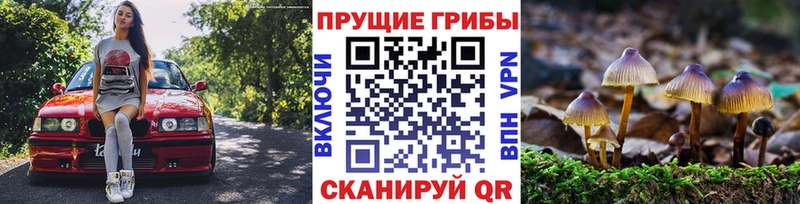 Галлюциногенные грибы Psilocybe  где купить наркоту  Нолинск 
